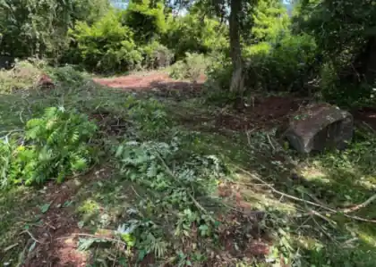 Cut brush stacked at a treeline part-way through a clearing job.
